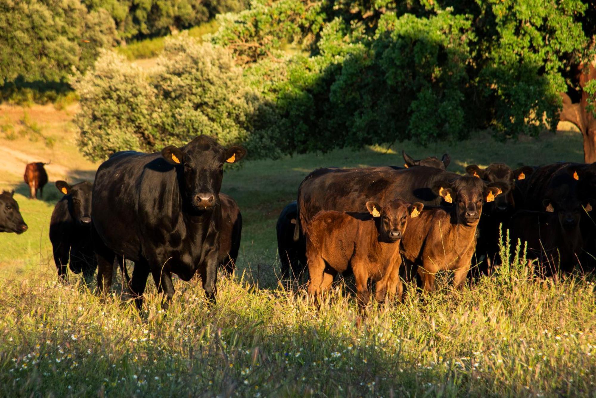 Habitat Cigueena Negra Вальверде-дель-Фресно Екстер'єр фото